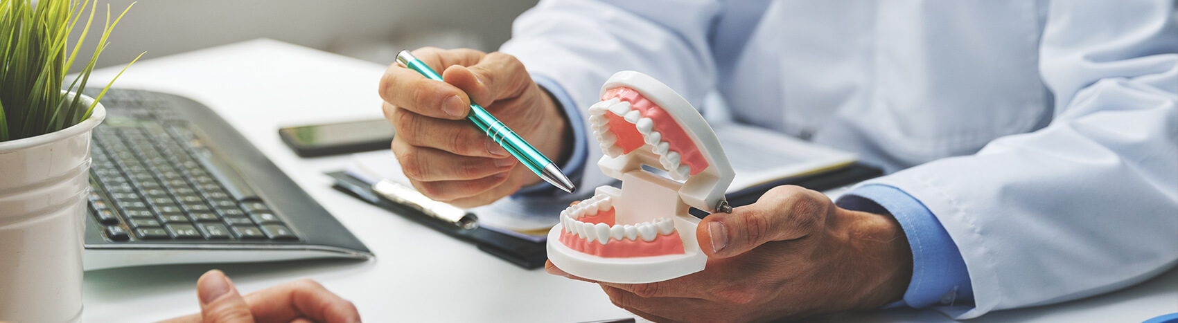 Dentist with tooth model