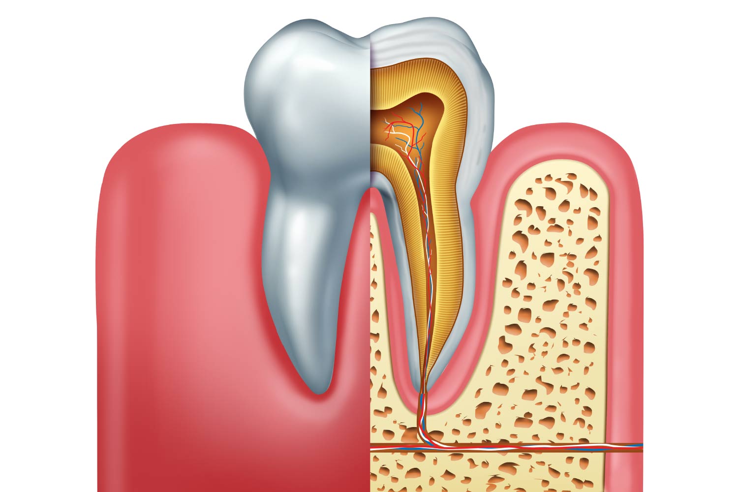 Closeup of a tooth showing its inner anatomy and root canal